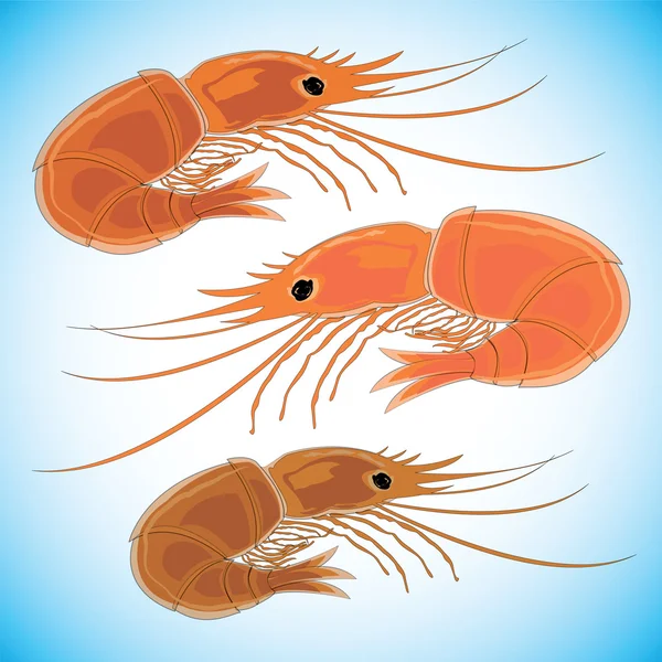 Three prepared shrimps on colorful background. — Stock Vector