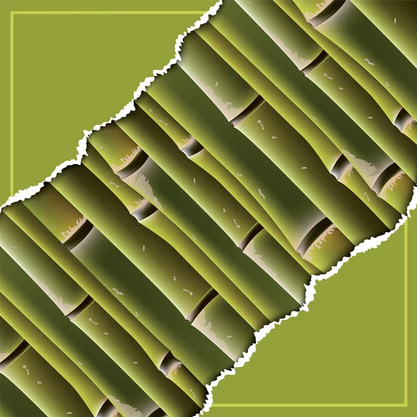Ramas de bambú bajo el papel roto . — Vector de stock