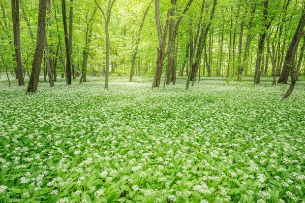 Witte bloemen van de Daslook in het forest. — Stockfoto