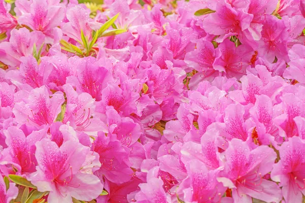 Viele Blüten des Rhododendrons. — Stockfoto