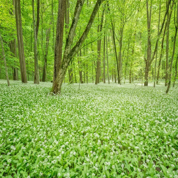 Deep forest. — Stock Photo, Image