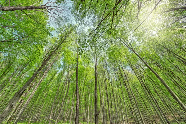 Bomen in de diepe bergbos. — Stockfoto