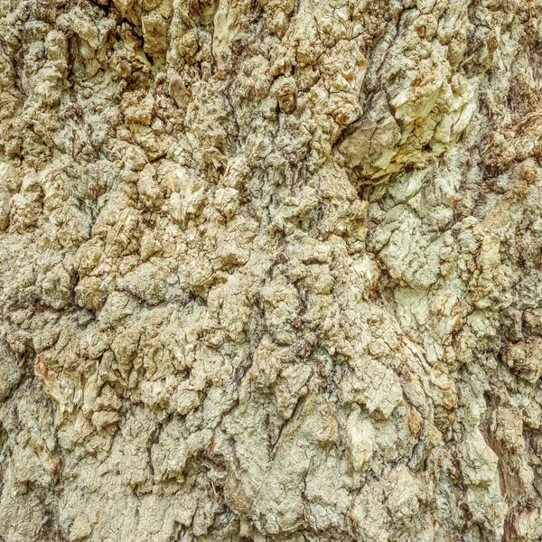 Textur des alten Baumes. — Stockfoto