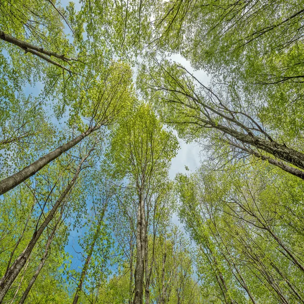 Diepe bergbos. — Stockfoto