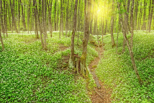 Forest at early sunset time. — Stock Photo, Image