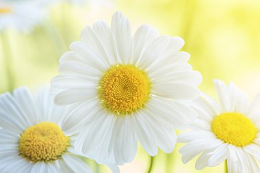 güzel beyaz papatya çiçekleri.