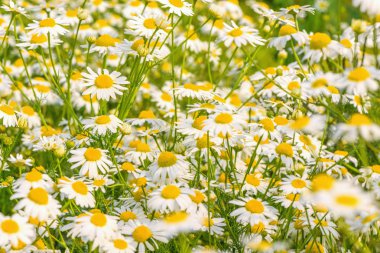 Çayırdaki güzel beyaz papatya çiçekleri.