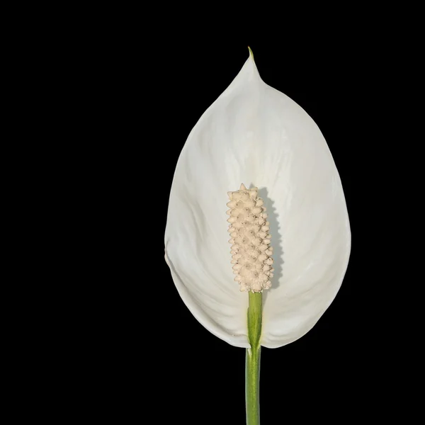 Home flower - Spathiphyllum. — Φωτογραφία Αρχείου