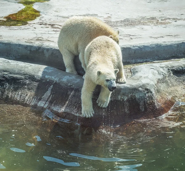 Dois filhotes de urso polar . — Fotografia de Stock