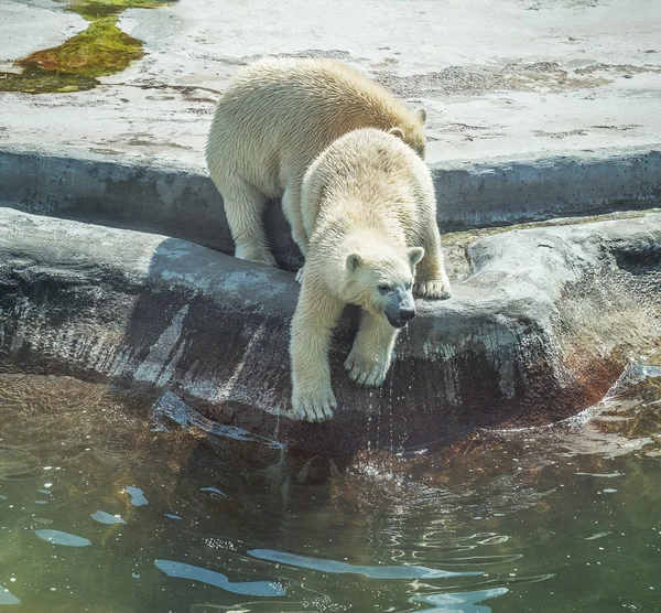 2 ホッキョクグマの小熊. ロイヤリティフリーのストック写真