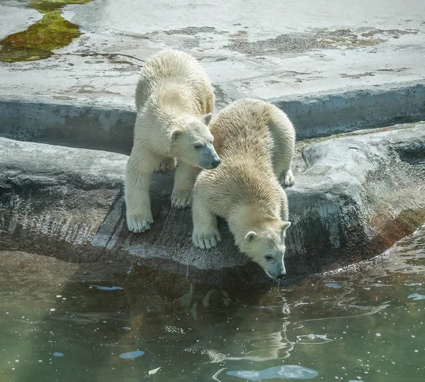 Dois filhotes de urso polar . — Fotografia de Stock