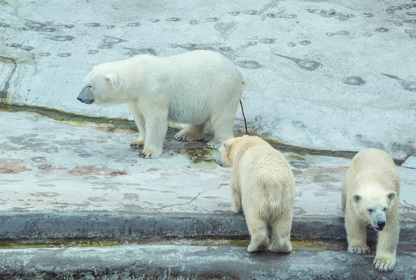 Urso polar com filhotes . — Fotografia de Stock