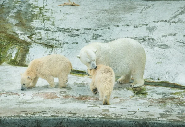 Polar bear with cubs. Royalty Free Stock Images