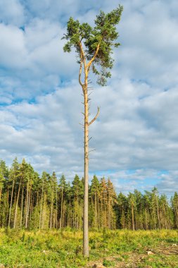 Uzun boylu eski çam ağacı.