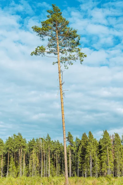 Wysoka sosna stary. — Zdjęcie stockowe