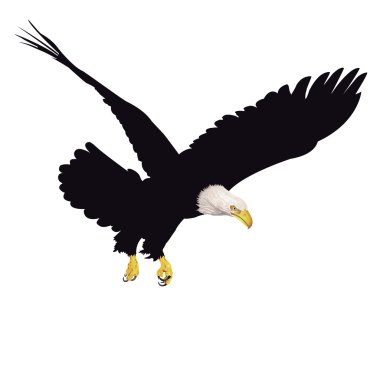 Kel kartal beyaz zemin üzerine izole. 