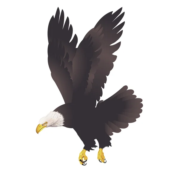 Bald eagle geïsoleerd op witte achtergrond. — Stockvector