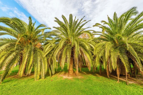 Palmen im Stadtpark. — Stockfoto