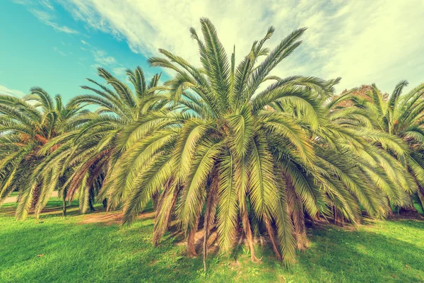 Palmen im Stadtpark. — Stockfoto