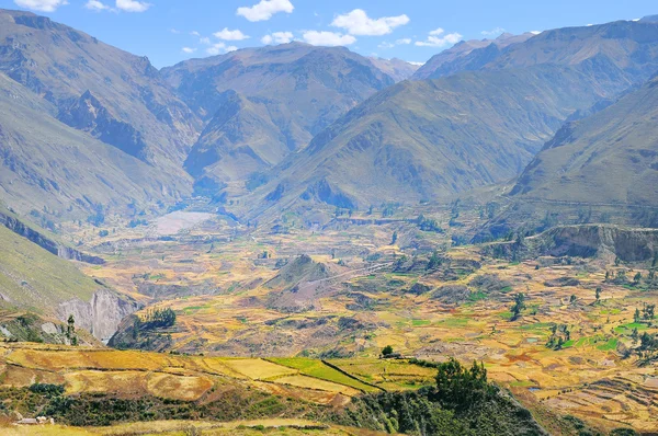 Cañón del Colca, Perú, América del Sur . — Foto de Stock