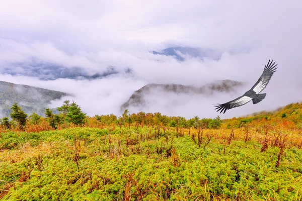 Vlucht van de condor boven het bewolkt berglandschap. — Stockfoto