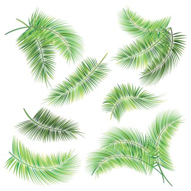Palmiye ağacı dallar kümesi.