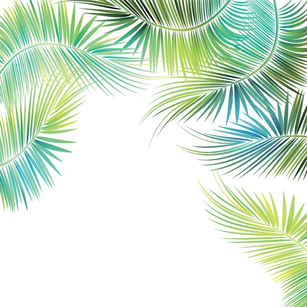 Palm tree branches. — Stock Vector