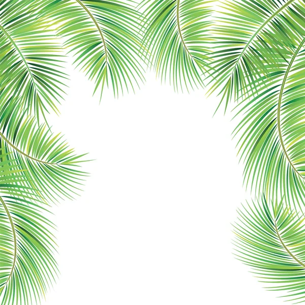 Palm tree branches. — Stock Vector