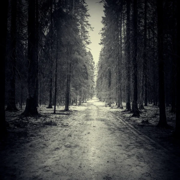 Route étroite à travers la forêt sombre . — Photo