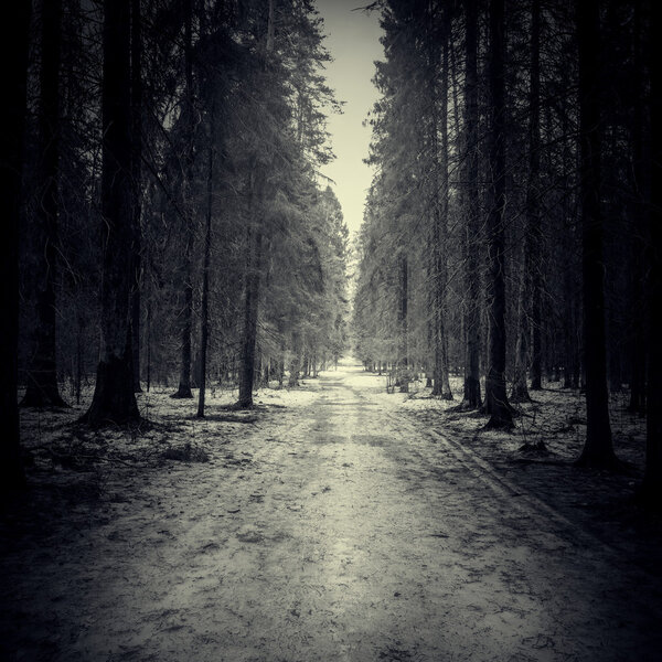 Narrow road through the dark forest at spring evening time.