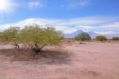 Atacama Çölü kuru toprakta ağaçta.
