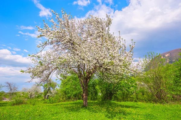 Apfelbaum mit Blumen. — Stockfoto