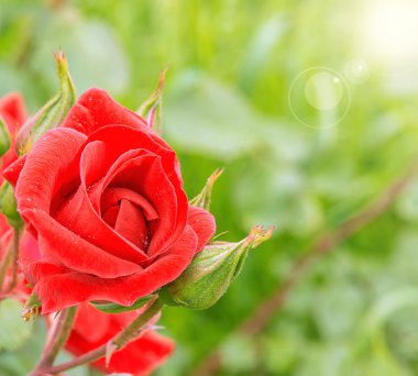 Bahçede kırmızı gül.