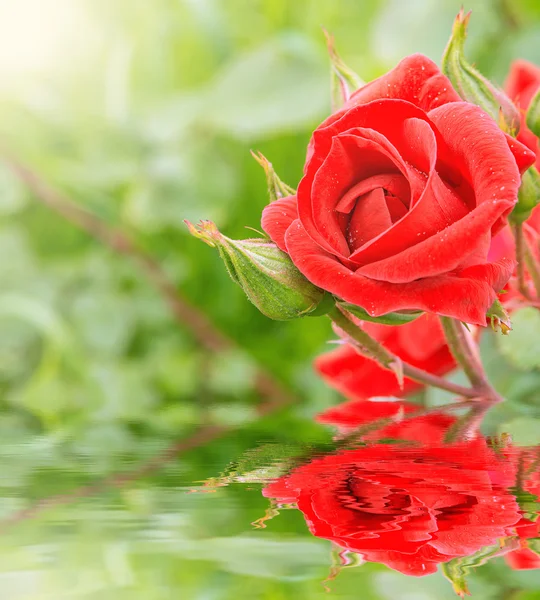 赤いバラが水に映ってください。. — ストック写真