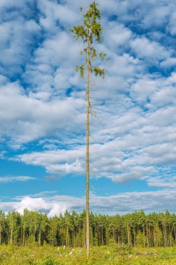 Uzun boylu eski çam ağacı.