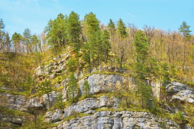 çam ağaçları uçurumların üzerinde.