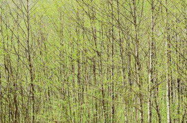 Erken ilkbaharda dağ orman arka plan.