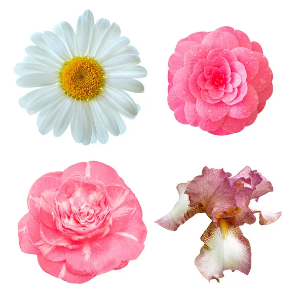 Conjunto de flores: camelia japonesa, iris, flor de margarita . — Foto de Stock