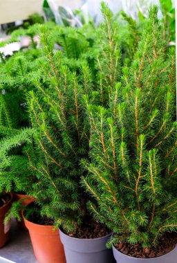 Picea Glauca Conica - mağazada satılık açık hava bitkisi