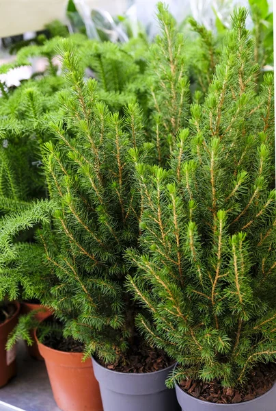 Picea Glauca Conica - eladó szabadtéri növény a boltban — Stock Fotó