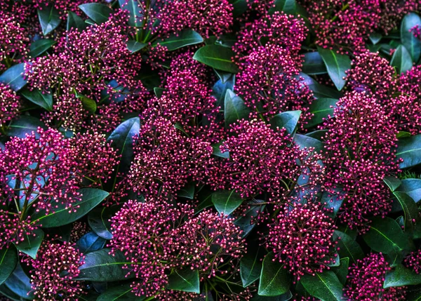 Skimmia japonica Pabella for sale in the store. Choosing plants house — Stock Photo, Image