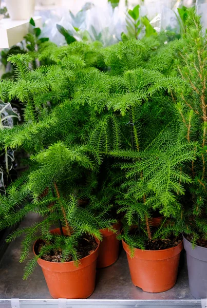 Araucaria Plant op bloempot te koop in de winkel. Kiezen van planten huis Rechtenvrije Stockfoto's