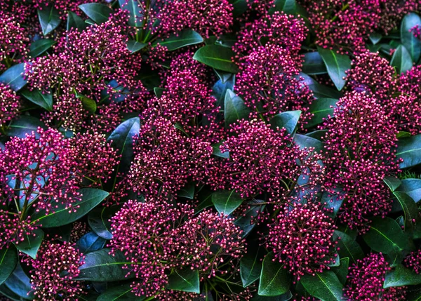 Skimmia japonica Pabella te koop in de winkel. Kiezen van planten huis Rechtenvrije Stockafbeeldingen