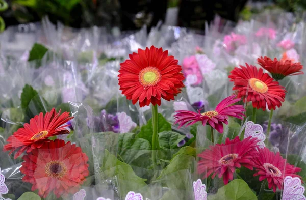 Röda Gerbera blommor i blom nÃ ¤ra pÃ ¥blomstermarknaden — Stockfoto