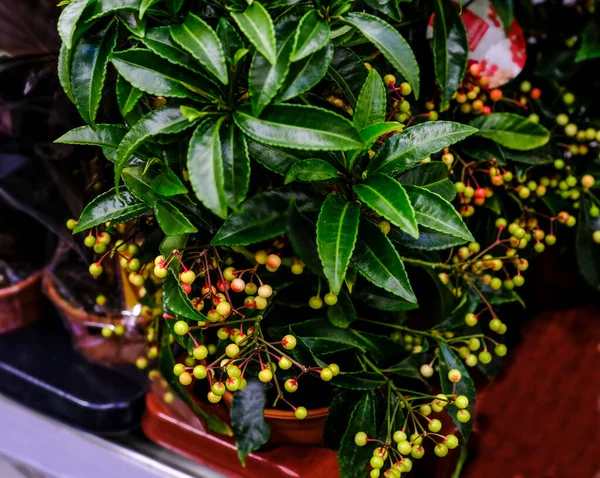 Groene lommerrijke ardisia crenata bes plant op de bloemenmarkt. Selectieve focus Stockfoto