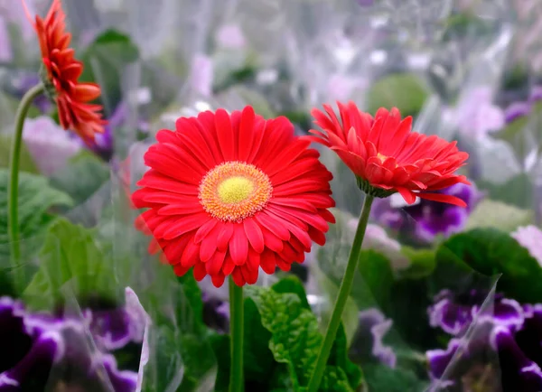 花市場で花を咲かせる赤いガーベラ — ストック写真