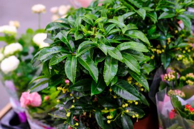 yeşil yapraklı ardisia crenata üzümü bitkisi