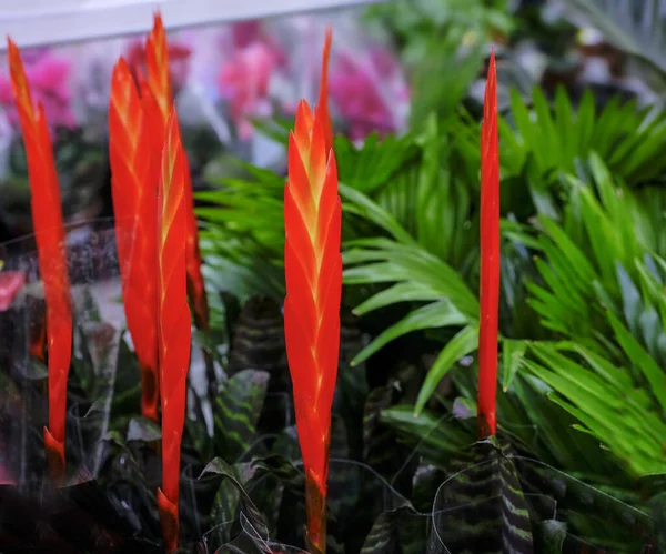 Red Vriesea Bromeliaceae is a tropical ornamental plant at floral market.