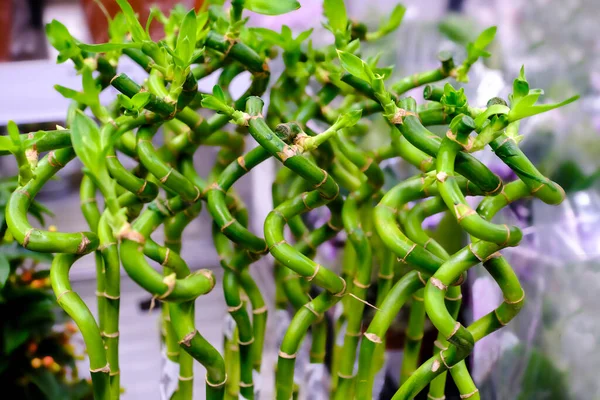 Gelukkige Bamboe Dracaena Sanderiana Een Tropische Decoratieve Plant Bloemen Markt Stockfoto