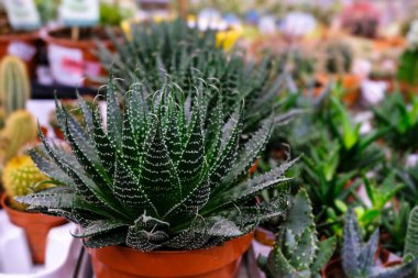 Aloe aristata. Çiçek pazarında satılık..